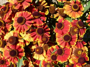 Helenium autumnale 'Rotgold-Hybriden'